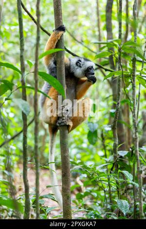 Farbenfrohe, diademierte Sifaka Lemur, (Propithecus diadema) gefährdetes endemisches Tier auf dem Boden und Fütterung im Regenwald, Andasibe-Mantadia Nationalpark- Stockfoto