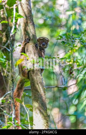 Avahi, Peyrieras' Woolly Lemur (Avahi peyrierasi), gefährdetes endemisches Tier auf dem Baum. Ranomafana-Nationalpark. Madagaskar Wildtier. Stockfoto