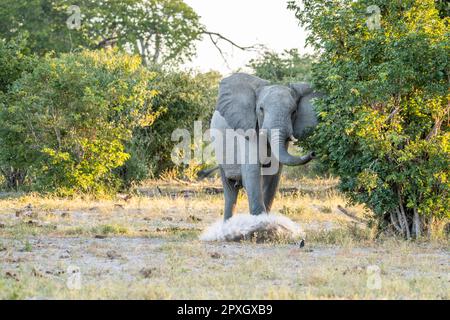 Elefantenbulle, (Loxodonta Africana), der aufstürmt, wütend, seine Ohren spreizt. Caprivi-Streifen, Namibia, Afrika Stockfoto