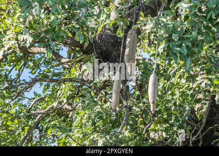 Wurstbaum (Kigelia africana), Früchte, die an den Zweigen vor blauem Himmel hängen. Caprivi-Streifen, Namibia, Afrika Stockfoto