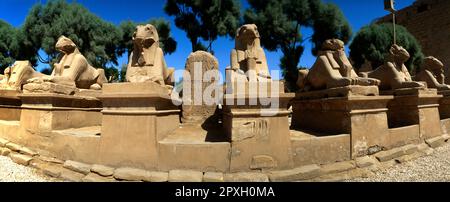 Karnak Temple Complex Egypt Avenue of RAM-Head Sphinxes das RAM symbolisiert den ägyptischen Gott Amun, der die königlichen Statuen von Ramses II. In Form von Osiris schützt Stockfoto