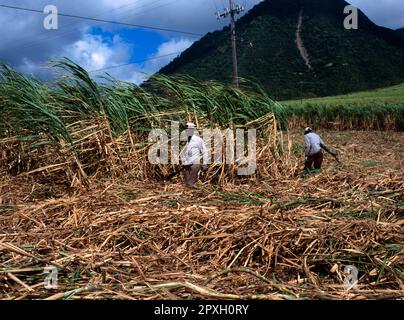 St. Kitts Männer Zuckerrohrschneiden Stockfoto