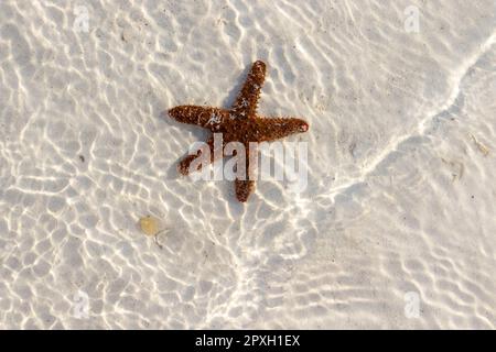 Dunkler toter Seastar im Wasser am Sandstrand Stockfoto