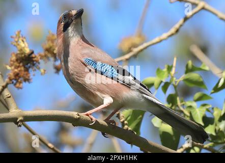 Eine Nahaufnahme eines Eurasischen jay auf einem Ast. Garrulus glandarius. Stockfoto