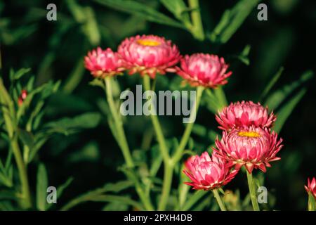 Pink Everlasting ist eine blühende Blume, die leicht zu wachsen ist. Stockfoto