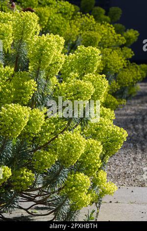 Helle, säuregelbe Frühlingsblüten von mediterranem Sprudel, Euphorbia Characias subsp. Wulfenii im britischen Garten April Stockfoto