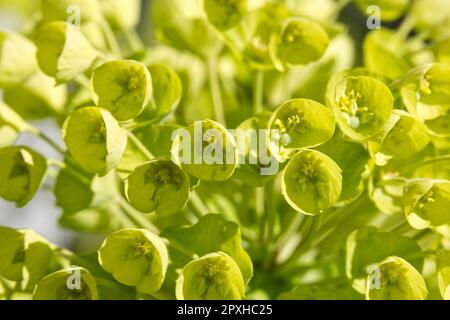 Helle, säuregelbe Frühlingsblüten von mediterranem Sprudel, Euphorbia Characias subsp. Wulfenii im britischen Garten April Stockfoto