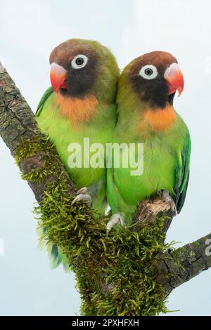 Schwarzer Turteltaube Stockfoto