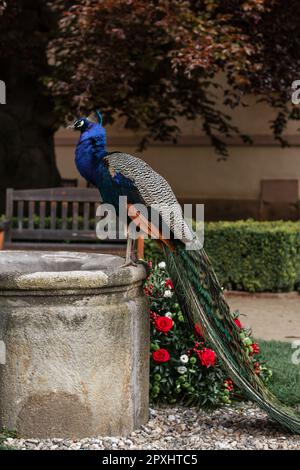 Pfau auf einem Steinbrunnen im Vojanischen Garten, Prag. Leuchtend blaue und grüne Federn stehen im Kontrast zur historischen Parklandschaft und den Blumen Stockfoto
