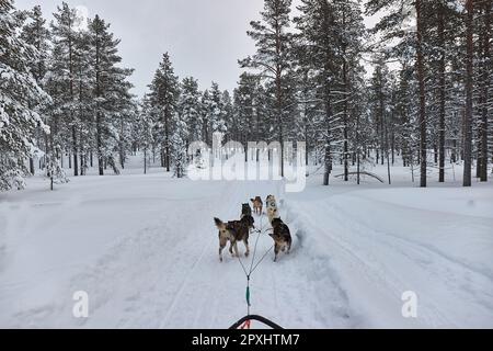 Hundeschlittenfahrt durch die verschneite Taiga von Nordfinnland, POV-Blick der ersten Person Stockfoto