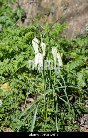 Weiße Frühlingsblumen der Schlangenkopffritillare Fritillaria meleagris alba, unter KuhPetersilie, Anthriscus sylvestris, Laub im britischen Garten April Stockfoto