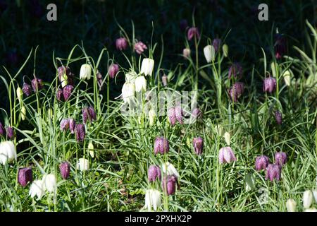 Weiße und lila Frühlingsblumen der Schlangenkopffritillare Fritillaria meleagris im britischen Garten April Stockfoto