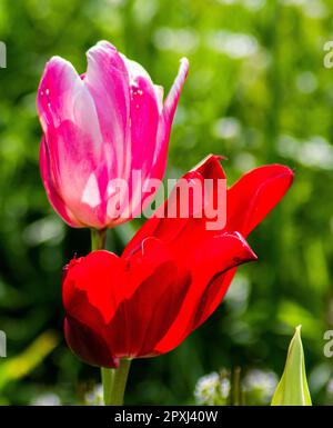 Zwei rosa und rote Tulpen nebeneinander in einem grünen Feld Stockfoto