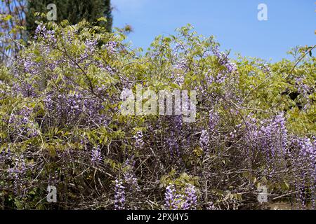 Blühende violette Wisteria Sinensis. Wunderschöner, fruchtbarer Baum mit duftenden klassischen lila Blumen in hängenden Racemes. Blaue Chinesische Wisteria ist eine Spezies Stockfoto