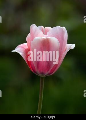 Nahaufnahme einer einzelnen Blume von Tulipa "Lachs-Impression" in einem Garten im Frühling Stockfoto