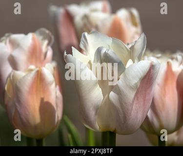 Nahaufnahme der Blumen von Tulipa „atemberaubendes Aprikosen“ in einem Garten im Frühling Stockfoto