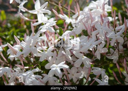 Im britischen Gewächshaus im April war ich auf duftenden weißen Jasminblüten aus Polyanthum, mit chinesischem Duft von Jasmin Stockfoto