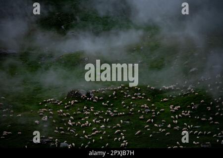 Ein großer Schafbestand, der in einer bergigen, von Nebel umhüllten Landschaft weidet Stockfoto