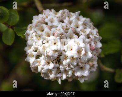 Nahaufnahme des Blumenkopfes von Viburnum x carlcephalum in einem Garten im Frühling Stockfoto