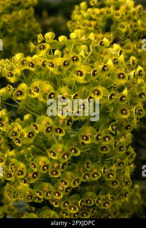 Nahaufnahme der Blüten und Armbänder von Euphorbia Characias subsp. Wulfenii 'Lambrook Gold' in einem Garten im Frühling Stockfoto