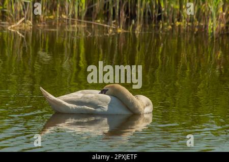 Weißer Schwan, der auf dem See schläft Stockfoto