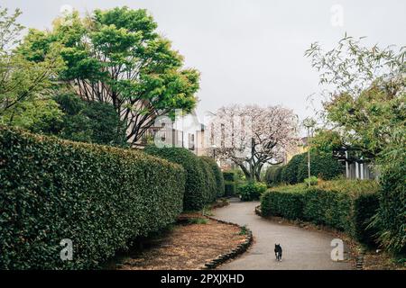 Numazu Dorfallee mit Kirschblüten in Shizuoka, Japan Stockfoto