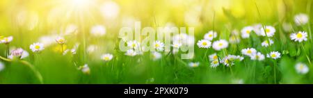 Makrofotografie des Blütenfeldes der Gänseblümchen im Frühling. Panoramaaussicht mit blauen Elementen. Stockfoto