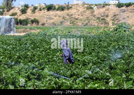 Gaza, Palästina. 02. Mai 2023. Ein junger Palästinenser spielt am 2. Mai 2023 auf einem Feld in Gaza, Palästina. Foto: Ramez Habboub/ABACAPRESS.COM Kredit: Abaca Press/Alamy Live News Stockfoto