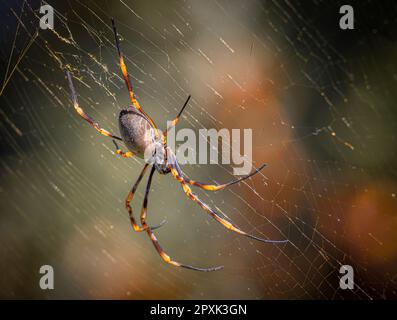 Nahaufnahme einer Rotbeinspinne (Trichonephila inaurata) auf einem Netz Stockfoto