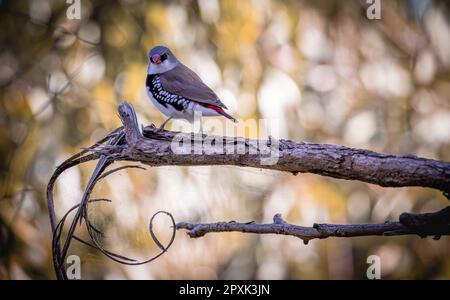 Ein Diamantenfinken (Stagonopleura guttata), der auf einem Ast in einem ruhigen Wald sitzt Stockfoto