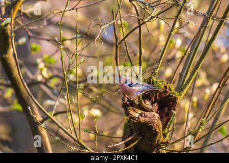 Gemeiner Chaffinch im natürlichen Lebensraum. Ausgedehnter kleiner Passenvogel in der Familie der Finken. Yorkshire Dales, Cumbria, Großbritannien. Stockfoto