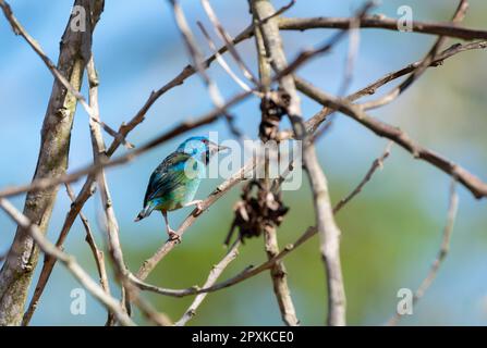 Buntes Vogelhüpfen in trockenen Ästen in einem tropischen karibischen Regenwald Stockfoto