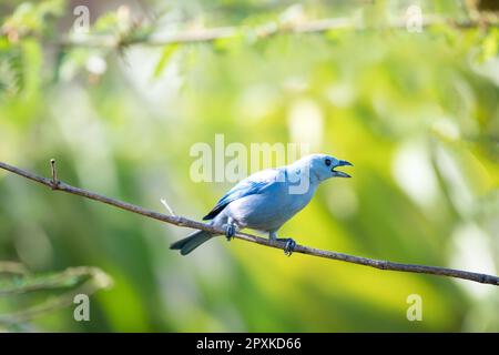 Blaugrauer Tanager zwitschert einen anderen Vogel, der seinen Sitz verteidigt Stockfoto