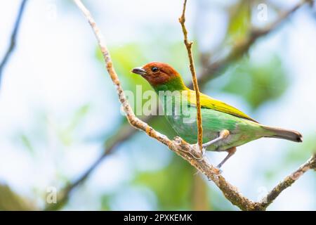 Der schubköpfige Tanager-Vogel, Tangara Gyrola, sitzt auf einem Ast und isst Käfer. Stockfoto