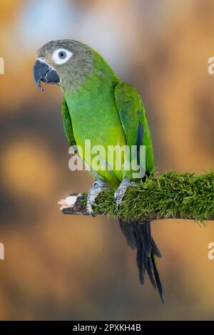 Dusky-Head Sittich oder Weddell's Conure Stockfoto