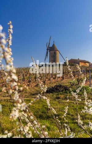 Frühlingsweinberge mit Windmühle Chenas in Beaujolais, Burgund, Frankreich Stockfoto