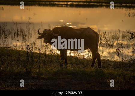 Cape Buffalo steht in Silhouette am Flussufer Stockfoto