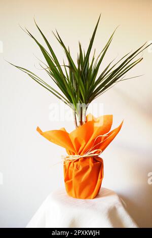 Dracaena, tropische Pflanze als Innenausstattung. Ein Geschenk in orangefarbenem Geschenkpapier auf einem Tisch mit einer weißen Serviette. Weißer Hintergrund. Dracaena oder Dracaenace Stockfoto