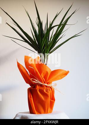 Dracaena, tropische Pflanze als Innenausstattung. Ein Geschenk in orangefarbenem Geschenkpapier auf einem Tisch mit einer weißen Serviette. Weißer Hintergrund. Dracaena oder Dracaenace Stockfoto