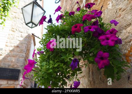 Petunien in der Schale oder im Topf, violette Petunia Solanaceae. Wunderschöne Blumen und Laternen auf einer alten Steinmauer in der Altstadt von Budva Monteneg Stockfoto