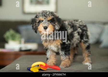 Ein niedliches Cockapoo Hündchen, das auf einer Plüschcouch steht und ein Spielzeug vor sich hat Stockfoto