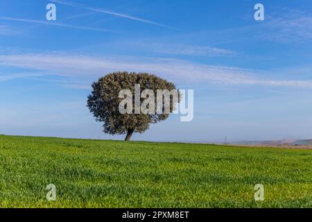 Eine einsame Eiche inmitten der Weide in Extremadura. Spanien Stockfoto