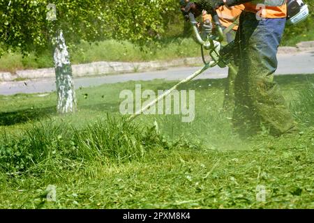 Der Rasenmäher mäht das hohe grüne Gras auf dem Rasen im Park. Kleine Grasstücke fliegen in verschiedene Richtungen. Stockfoto