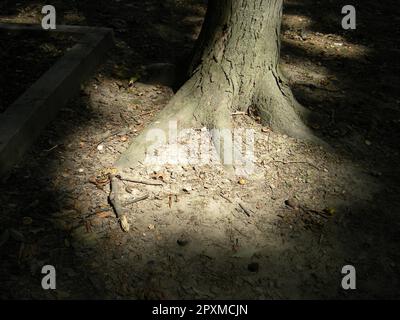 Ein majestätischer Baumstamm und Wurzeln, beleuchtet durch dezentes Licht in einer schattigen Umgebung Stockfoto