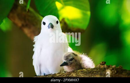 Weiße Seeschwalbe oder Feenschwalbe (Gygis alba) mit einem Küken auf Cousin Island, Seychellen, Indischer Ozean, Afrika. Stockfoto