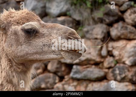 Detail des Kopfes eines Dromedars. Wolkiger Himmel, Textur, Haare, Augen, Nase, Lächeln im Mund Stockfoto