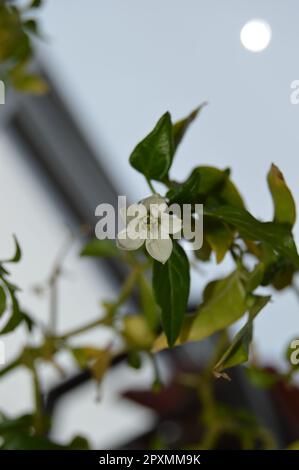 Zitronellen, wilder Knoblauch und Vogelaugenchilli Stockfoto