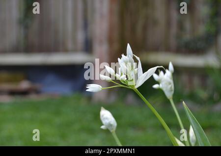 Zitronellen, wilder Knoblauch und Vogelaugenchilli Stockfoto