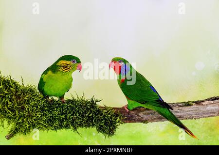 Rotflankenlorikeet Stockfoto