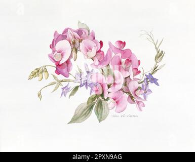 Kunstwerke. Aquarellgemälde mit rosafarbener Erbse aus Lathyrus und blauen Ballonblumen. Stockfoto